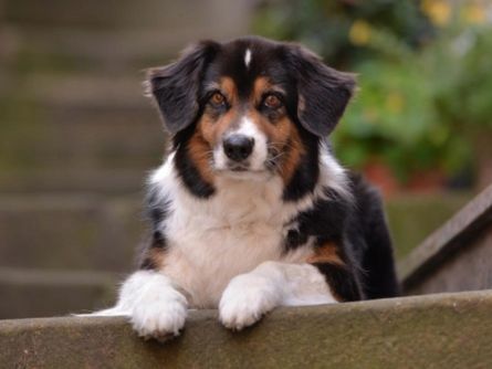 Hund Lizzy