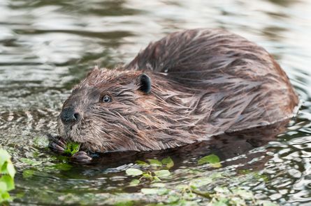 Ein Biber im Wasser.