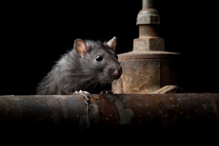 Eine Ratte, die auf einem Rohr sitzt.